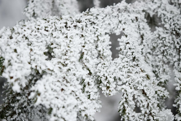 Branches de pin enneigées hiver Tatras L'hiver dans les Tatras