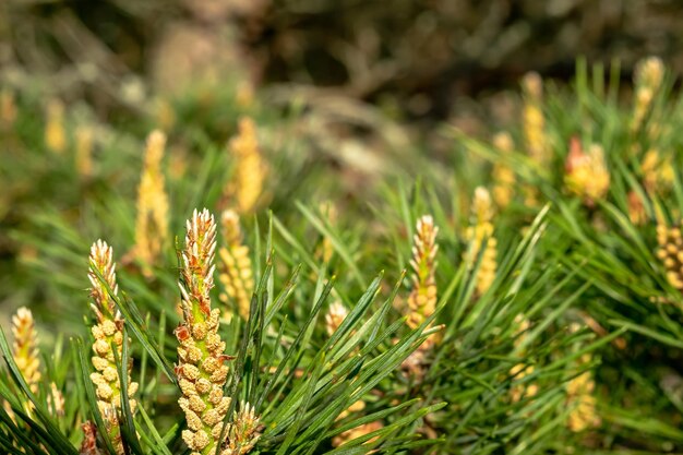 Branches de pin fleuries parfumées au printemps dans une forêt de pins