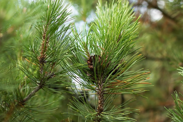 Branches de pin avec fond festif de cônes