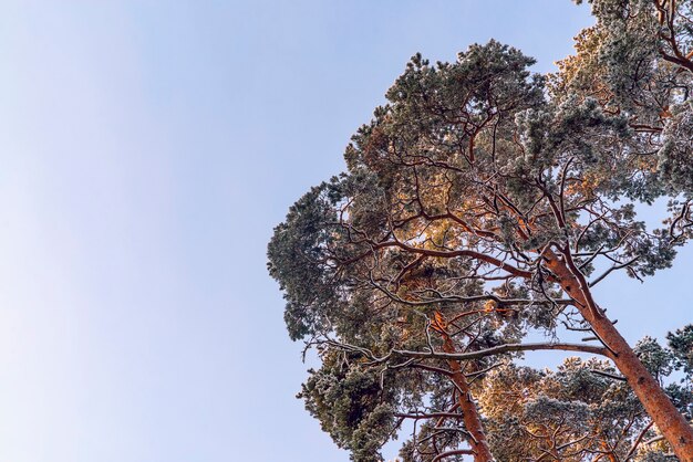 Branches de pin gelées dans le givre par une journée ensoleillée. région de Léningrad.