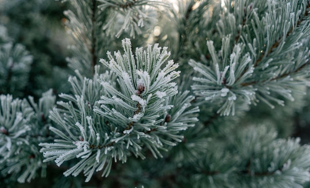 Branches de pin givré dans le fond de la nature légère du matin