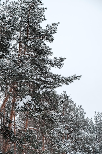 Branches de pin en hiver dans la neige contre le ciel bleu. Arbres de Noël dans le parc. pommes de pin et flocons de neige blancs. Nouvel An. Noël. Fêtes du Père Noël. Contexte.