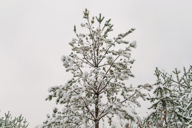 Branches de pin des neiges avec cônes isolés sur blanc