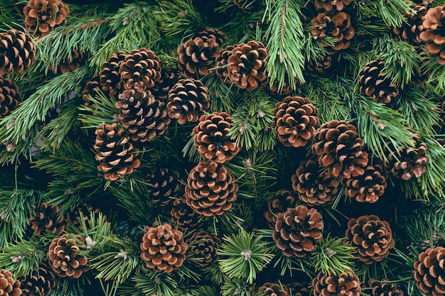 Branches de pin avec pommes de pin naturelles dans le magasin