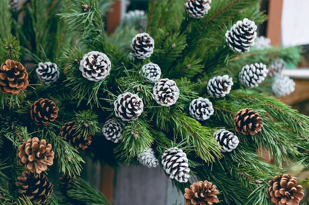 Branches de pin avec pommes de pin naturelles dans le magasin