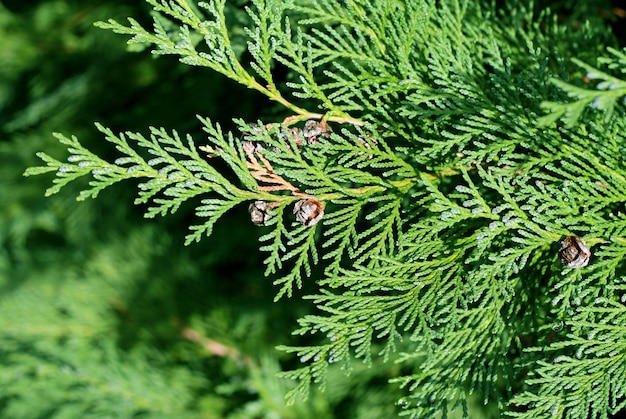 branches de pin avec rosée