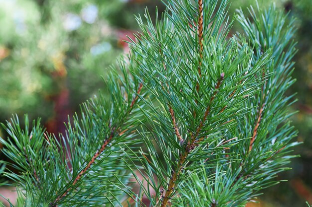 Les branches de pin vert en gros plan.