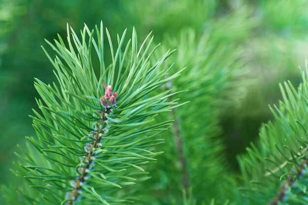 Les branches de pin vert en gros plan.