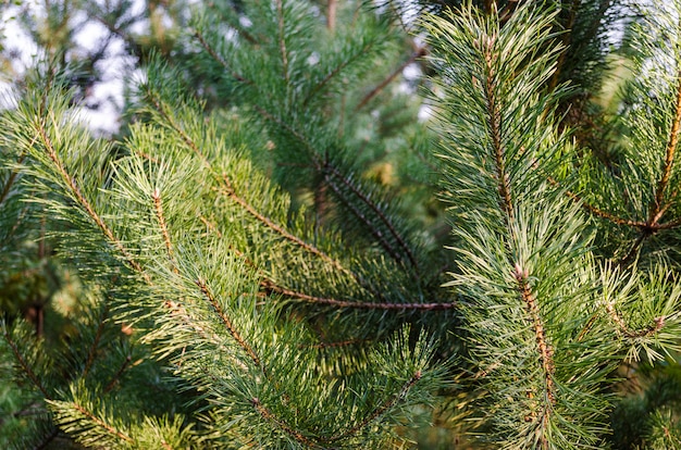 Branches de pin vert