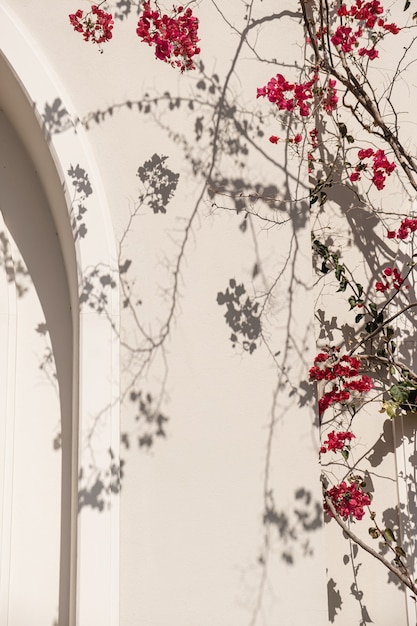 Branches De Plantes à Fleurs Rouges Et Ombre Du Soleil Sur Un Mur Beige Neutre.