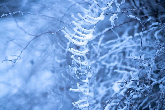 Branches de plantes en hiver dans le givre et la neige flou