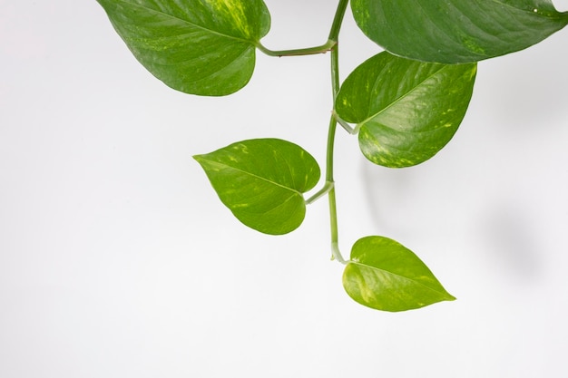 Branches de plantes Pothos avec fond blanc et espace de copie