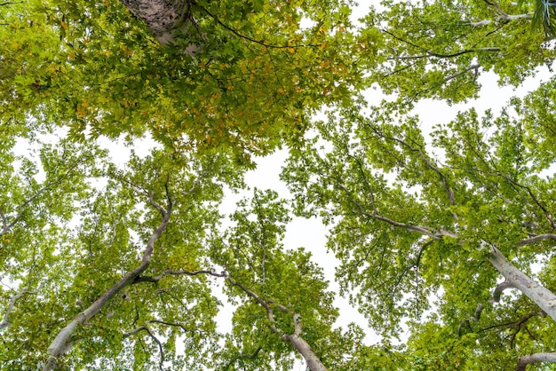 Branches de platanes verts contre le ciel