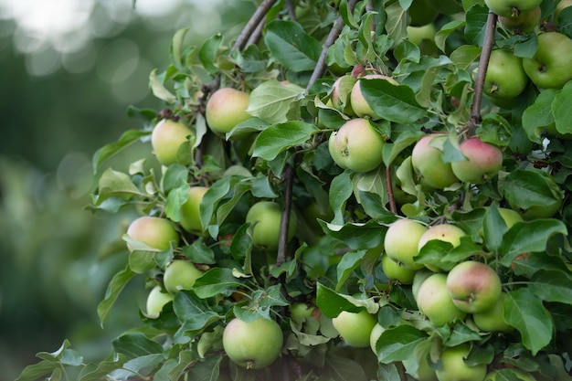 branches de pomme et de poire avec des fruits mûrs et des feuilles, journée ensoleillée