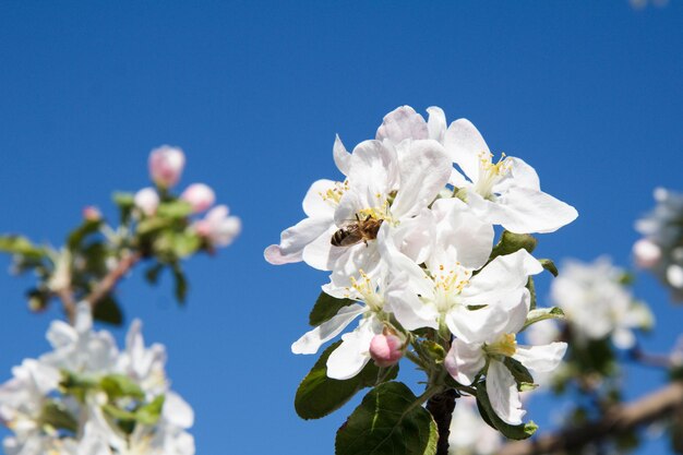 Branches de pommier dans la période de floraison printanière avec ciel bleu en arrière-plan. Mise au point sélective sur les fleurs avec une abeille.