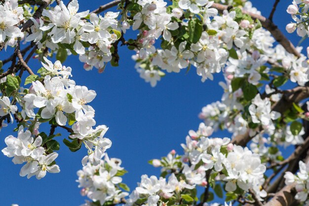 Branches de pommier dans la période de floraison printanière avec un ciel bleu en forme de coeur sur le fond. Mise au point sélective sur les fleurs.