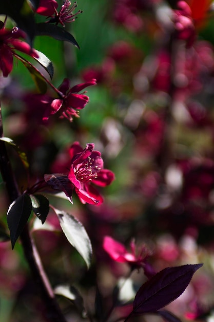 Photo branches d'un pommier décoratif en fleurs contre le ciel