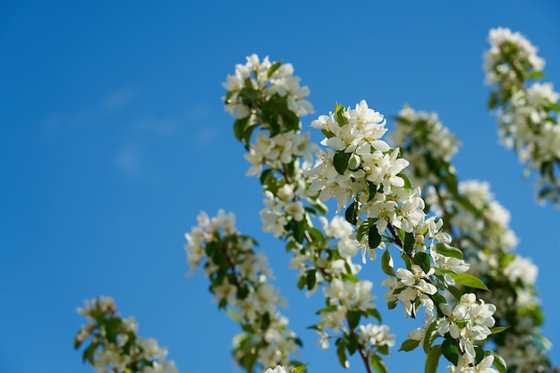 Branches d'un pommier fleuri avec un ciel bleu sur le fond