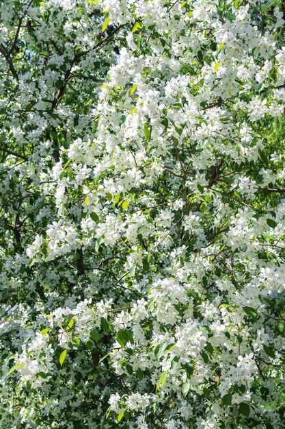 Branches d'un pommier en fleurs dans un jardin de printemps libre Fond de printemps naturel