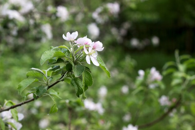 Branches d'un pommier en fleurs dans un verger de pommiers.