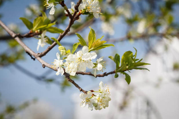 Branches de pommier en fleurs dans un verger de printemps avec un ciel bleu en arrière-plan.