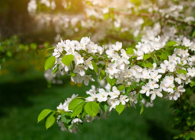 branches de pommier en fleurs gros plan à l'extérieur