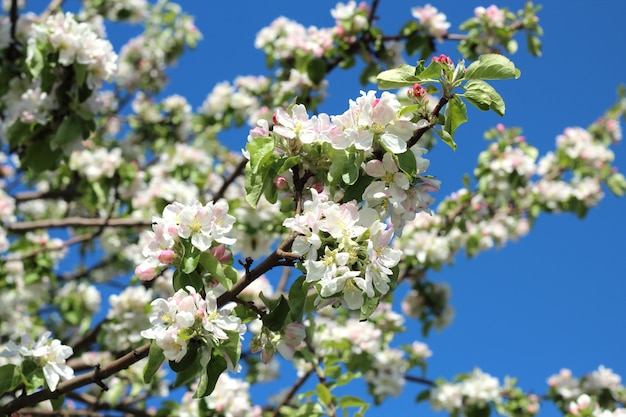 Branches de pommier en fleurs