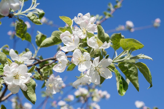 Branches de pommier en période de floraison printanière avec ciel bleu en arrière-plan