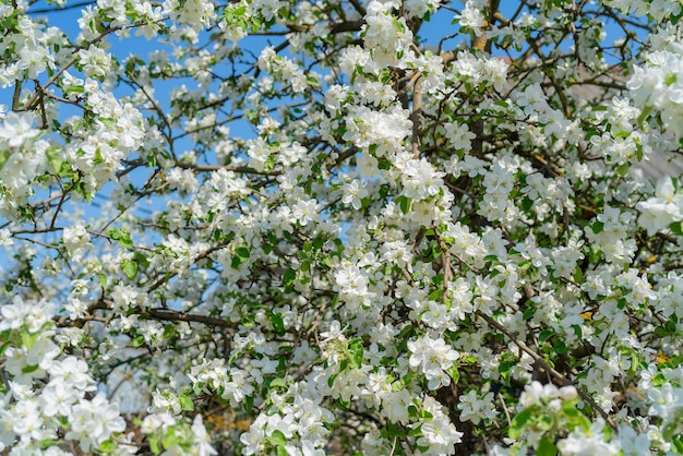 Branches de pommiers en fleurs au printemps