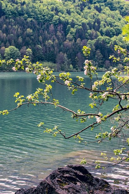 Photo des branches de pommiers en fleurs sur le fond d'un lac de montagne