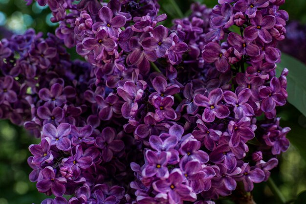 Branches printanières de lilas en fleurs sous les rayons du soleil.