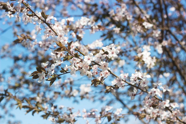 Branches de prune cerise à fleurs blanches et jeunes feuilles, concept de printemps.