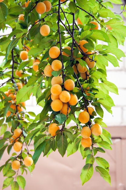 Branches de prunes, densément accrochées avec des fruits jaunes mûrs et juteux. Jour de récolte d'été de jardinage.