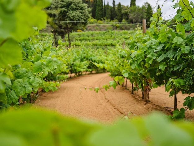 Des branches de raisin vertes dans la vigne