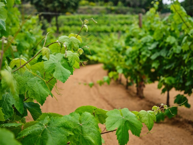 Des branches de raisin vertes dans la vigne