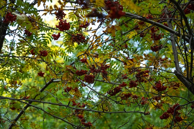 Branches de Rowan en automne. Beau paysage d'automne