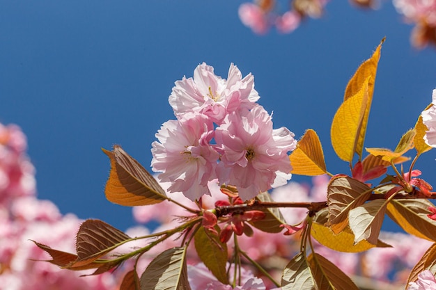 Branches de sakura fleur Sakura contre le gros plan de ciel bleu