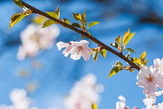 Branches sakura avec des fleurs sur l'arbre dans les rues de la ville. Arbre aux fleurs printanières à floraison blanche et rosée. Branches de cerisier ou arbre en fleurs au printemps pour le fond.