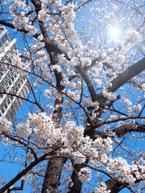 Branches de Sakura en fleurs blanches contre le ciel bleu et le bâtiment blanc