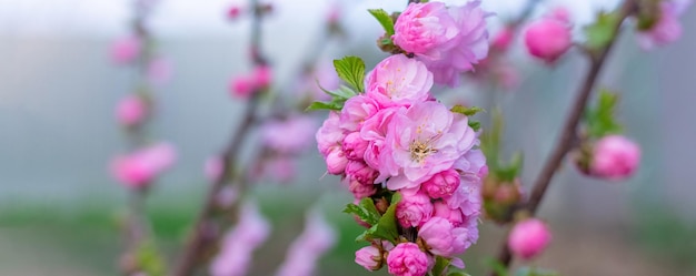 Branches de sakura avec de grandes fleurs luxuriantes dans la nature Panorama des fleurs de cerisier