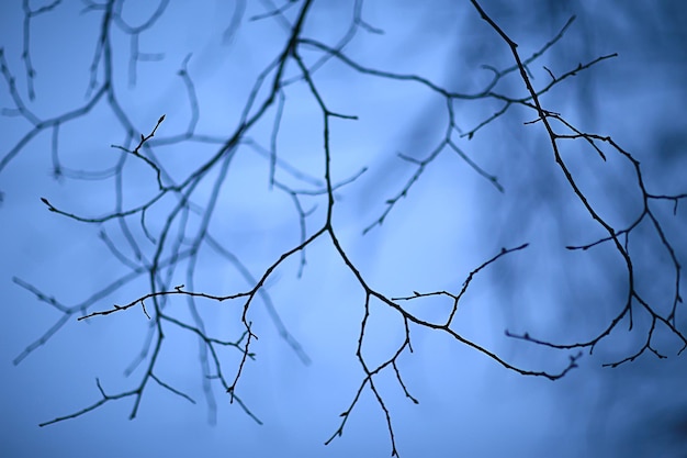 branches sans feuilles automne du soir, tristesse de fond abstrait saisonnier