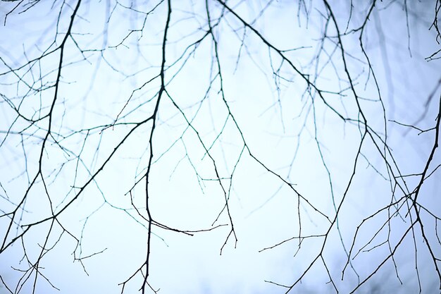 branches sans feuilles automne du soir, tristesse de fond abstrait saisonnier