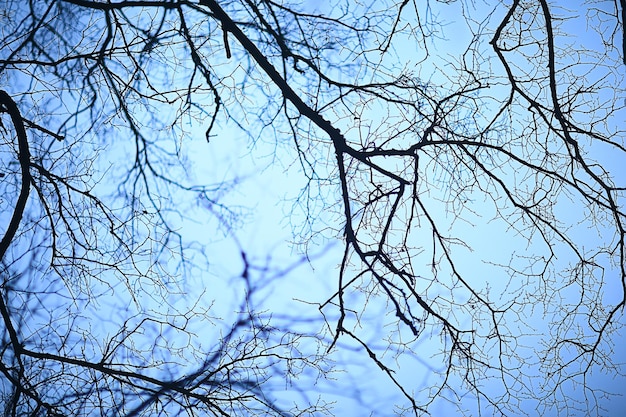 branches sans feuilles automne du soir, tristesse de fond abstrait saisonnier