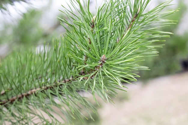 Branches de sapin avec des aiguilles vertes se bouchent