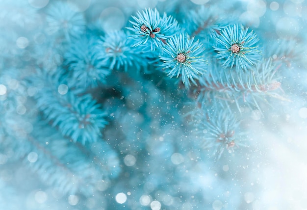 Des branches de sapin bleu sur un fond bleu avec une carte de Noël bokeh