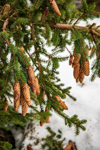 Des branches de sapin avec des cônes en arrière-plan de Noël