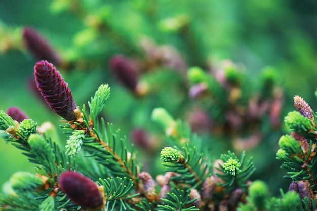 Branches de sapin avec cônes Pinery Arbres dans la forêt Éblouissement du soleil