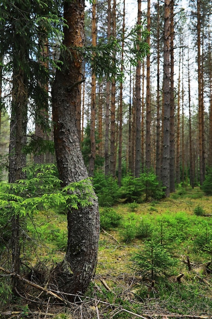 Branches de sapin avec cônes Pinery Arbres dans la forêt Éblouissement du soleil