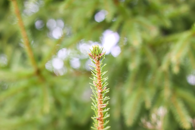 Branches de sapin fond naturel vert