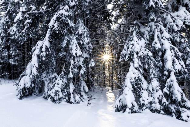 Branches de sapin gelées recouvertes d'une couche de neige